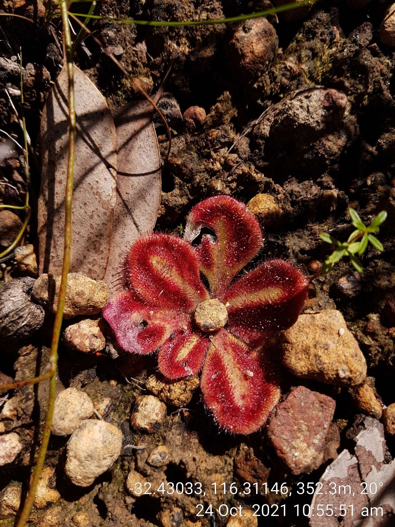 Image of Drosera erythrorhiza subsp. squamosa (Benth.) N. Marchant & Lowrie