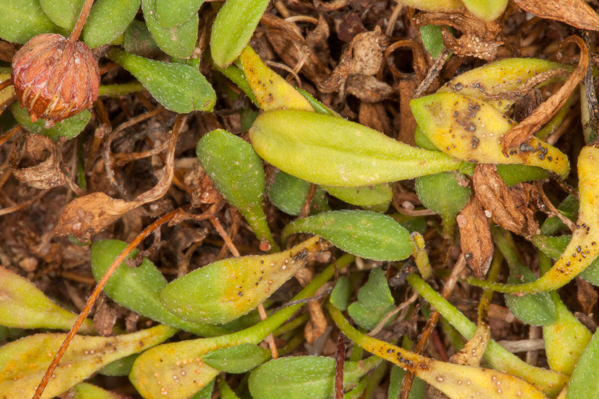 Image de Bellium fausse pâquerette