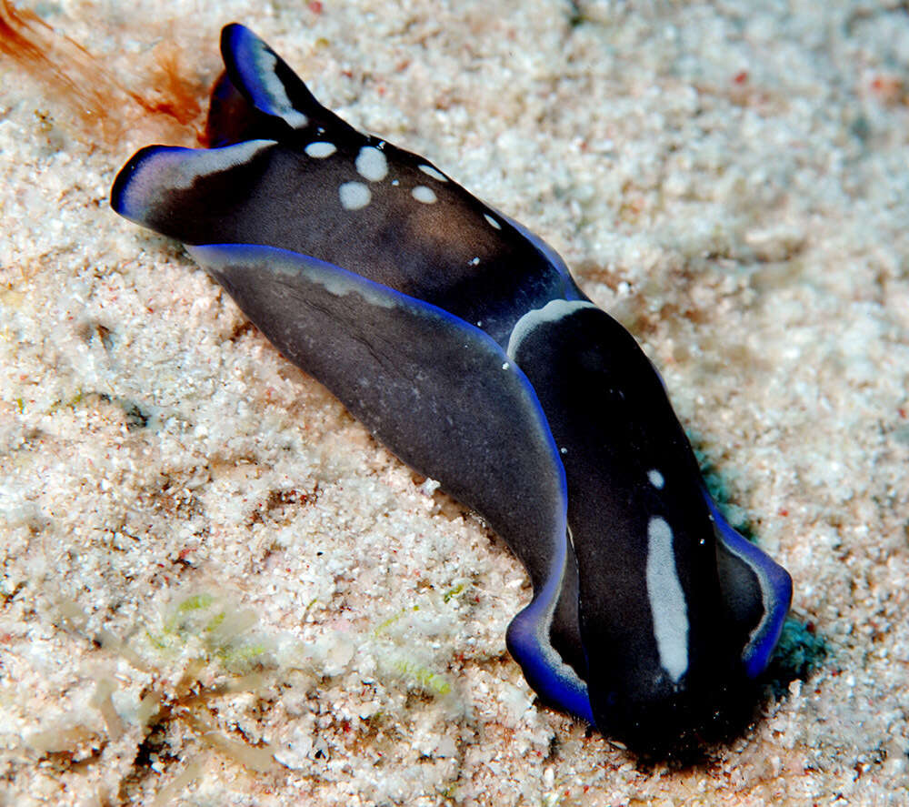 Image of Tubulophilinopsis gardineri (Eliot 1903)