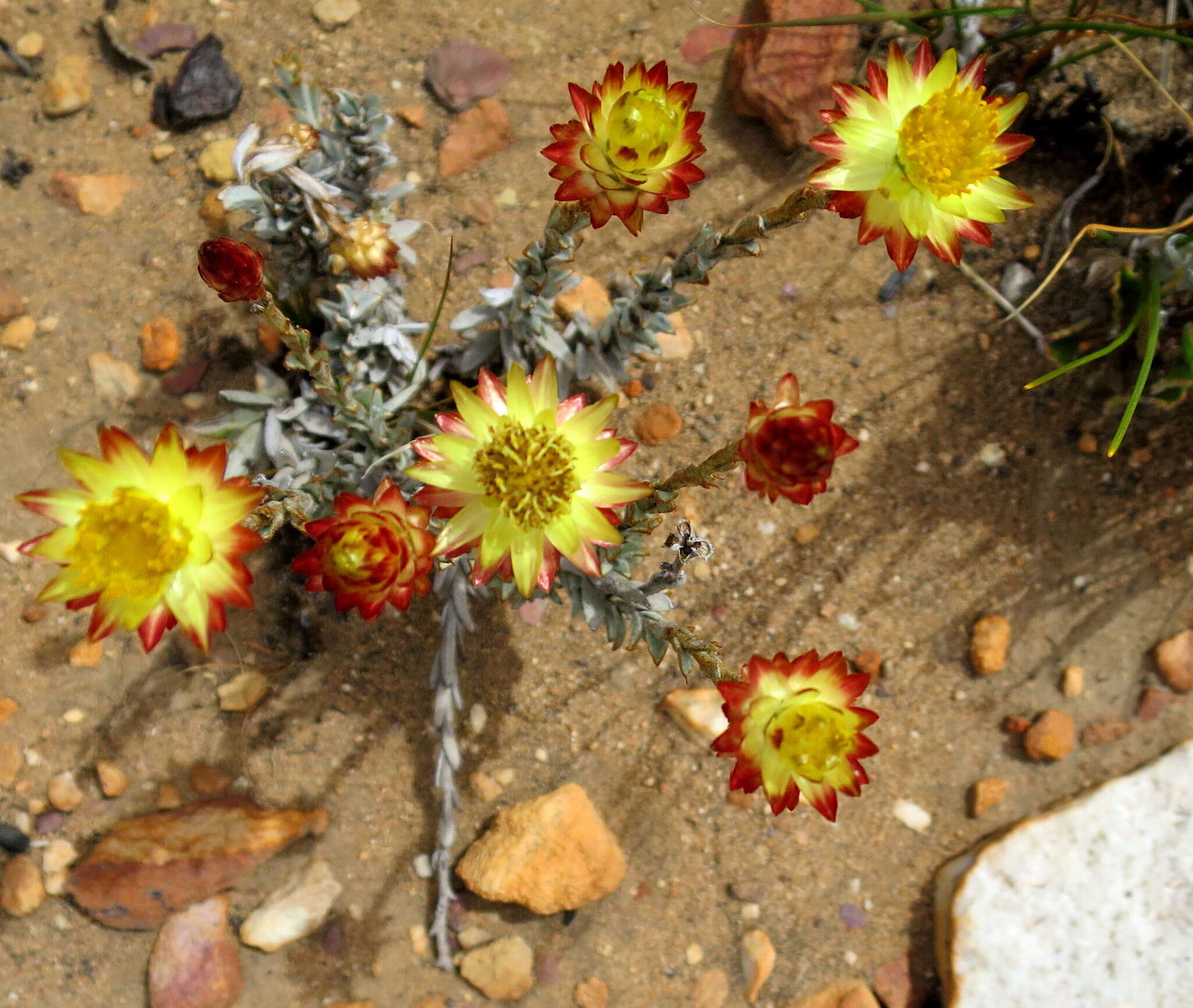 Image of Syncarpha virgata (Berg.) B. Nord.