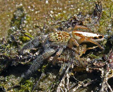 Image of Mendoza canestrinii (Ninni 1868)