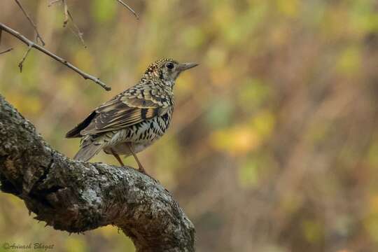 Zoothera dauma (Latham 1790) resmi