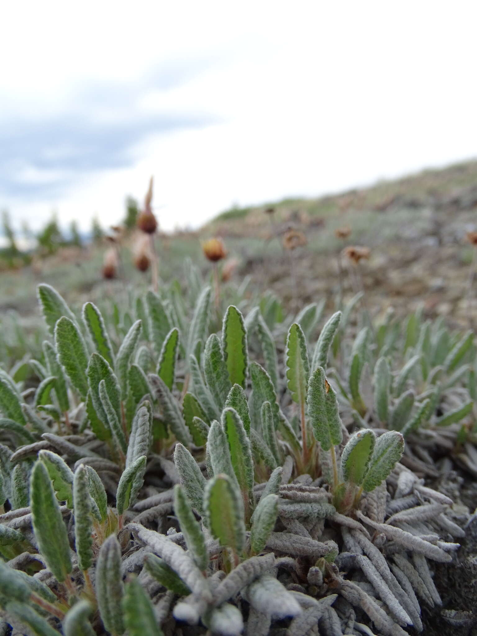 Image of Eight-Petal Mountain-Avens