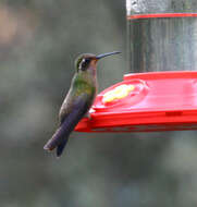 Image of Amethyst-throated Hummingbird