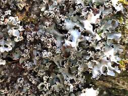 Image of Powder-edged ruffle lichen