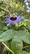 Image de Passiflora amethystina Mikan