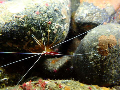 Image of red-backed cleaner shrimp