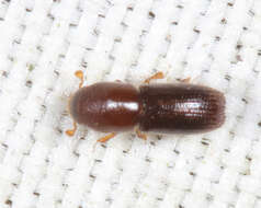 Image of <i>Xyleborinus saxesenii</i>