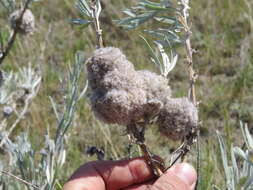 Image of Rhopalomyia medusirrasa Gagne 1983