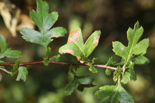 Image of Hawthorn Slender
