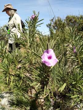 Ipomoea jaegeri Pilger resmi