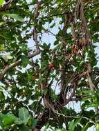 Image of watery roseapple