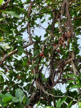 Image de Syzygium aqueum (Burm. fil.) Alst.