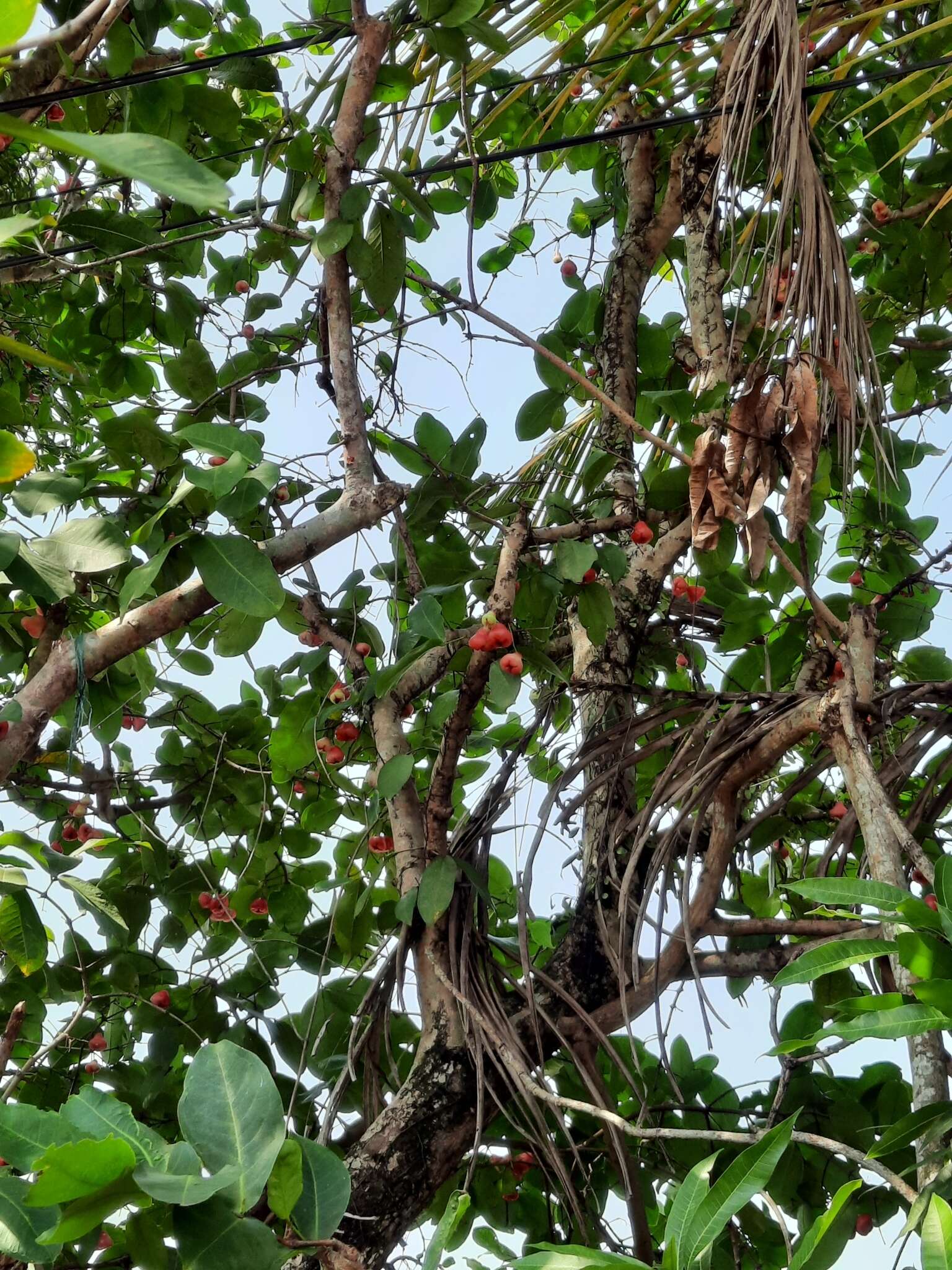 Image of watery roseapple