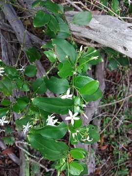 Image of Jasminum simplicifolium subsp. leratii