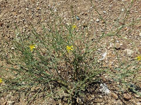 Lipschitzia divaricata (Turcz.) Zaika, Sukhor. & N. Kilian resmi