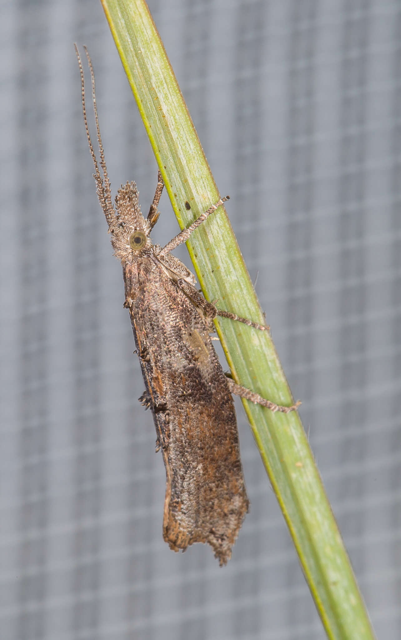 Image of Ypsolopha horridella (Treitschke 1835)