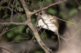 Image of Black-tailed Thallomys