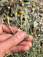 Image of Jepson's woolly sunflower