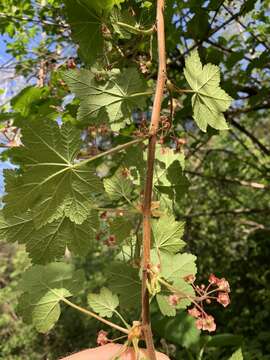 Image of trailing black currant