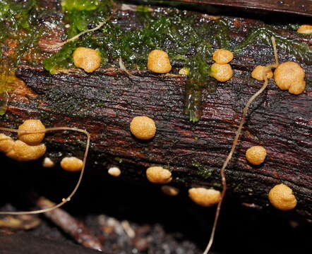 Plancia ëd Trichoderma nothescens Samuels & Jaklitsch 2013