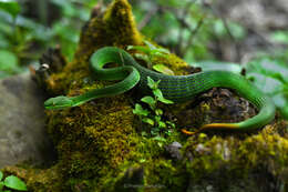 Image of Redtail (bamboo) Pit Viper