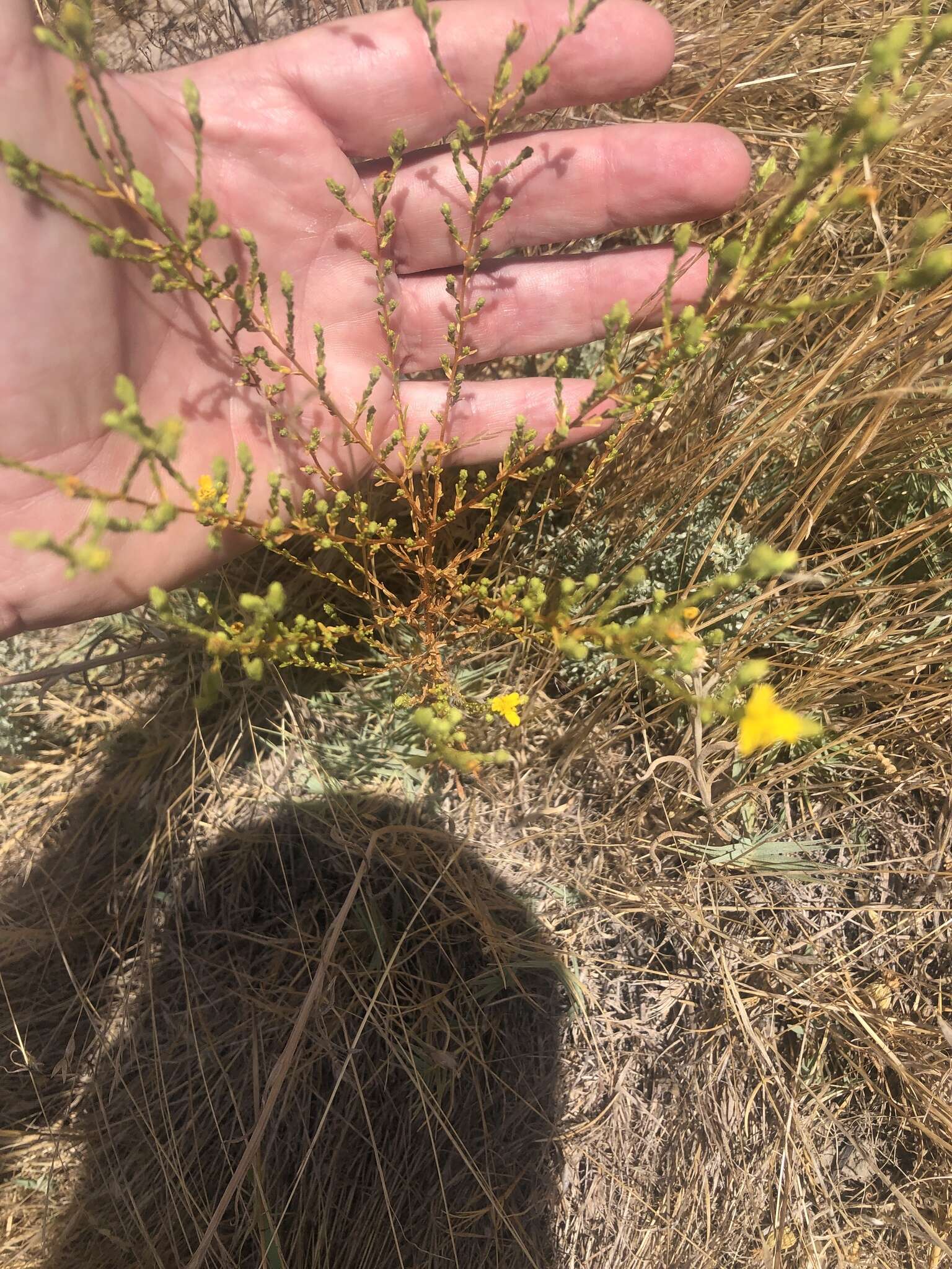 Image of threeray tarweed