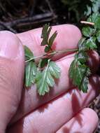 Image of Fern-Leaf Goldthread