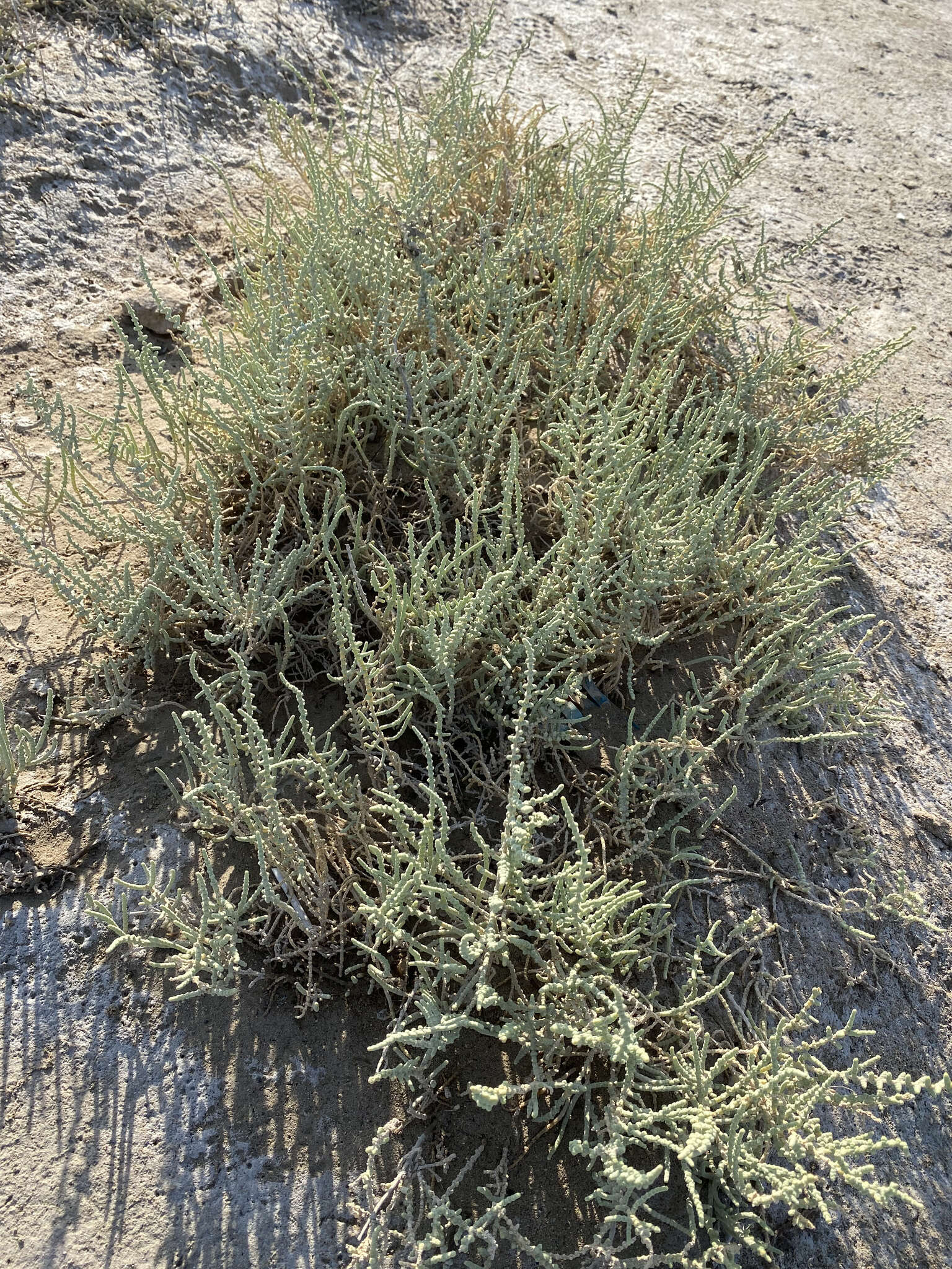 Image of alkali seepweed