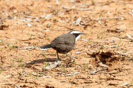 Image of Hall's Babbler