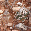 Image of Fickeisen plains cactus