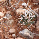 Image de Pediocactus peeblesianus subsp. fickeiseniorum (L. D. Benson) Lüthy