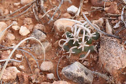 Sivun Pediocactus peeblesianus subsp. fickeiseniorum (L. D. Benson) Lüthy kuva