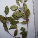 Image of Cornus sanguinea subsp. hungarica (Kárpáti) Soó