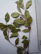 Imagem de Cornus sanguinea subsp. hungarica (Kárpáti) Soó