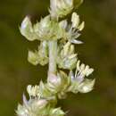 Image of Amaranthus tuberculatus (Moq.) Sauer