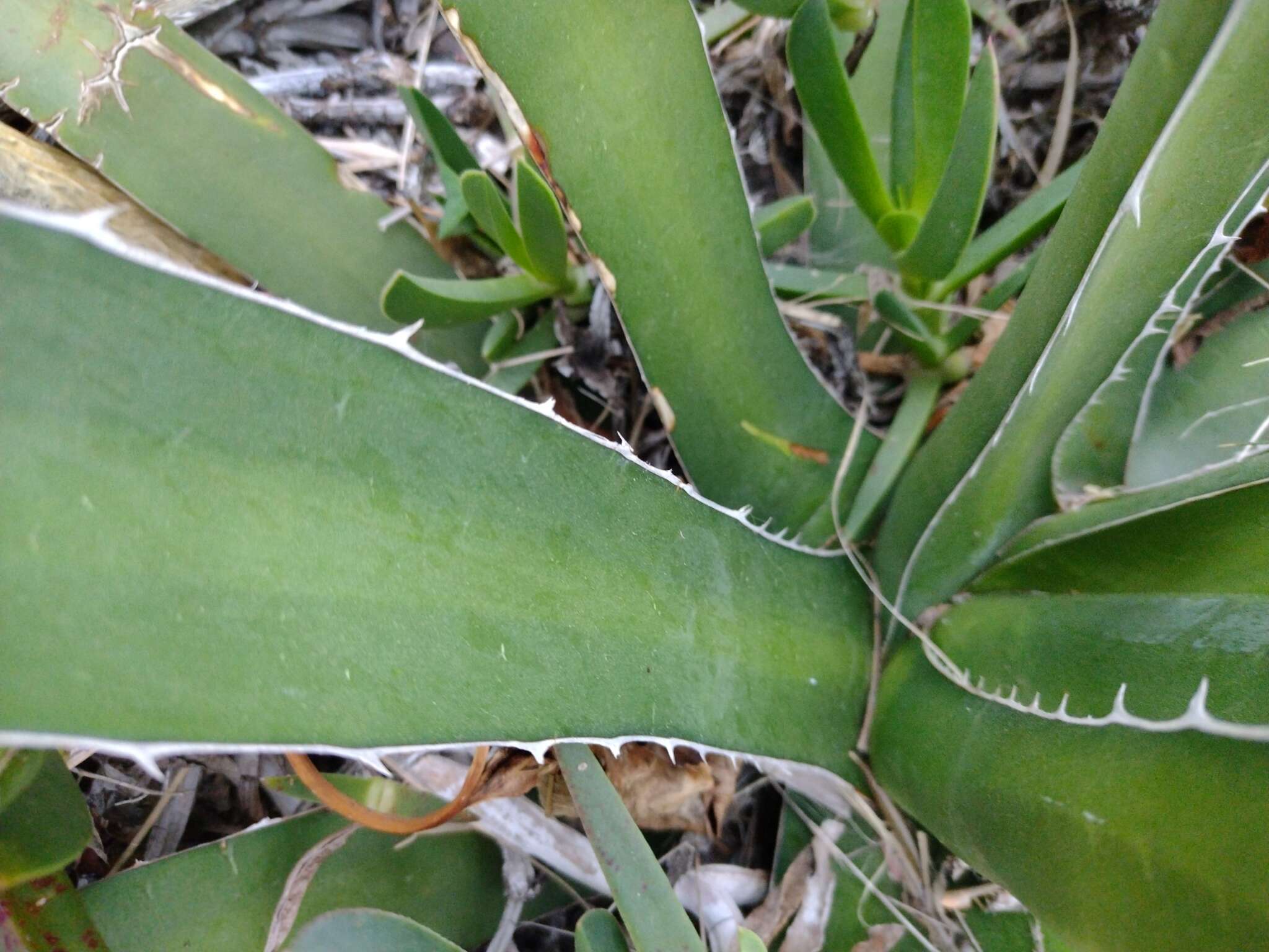 Image of Agave difformis A. Berger