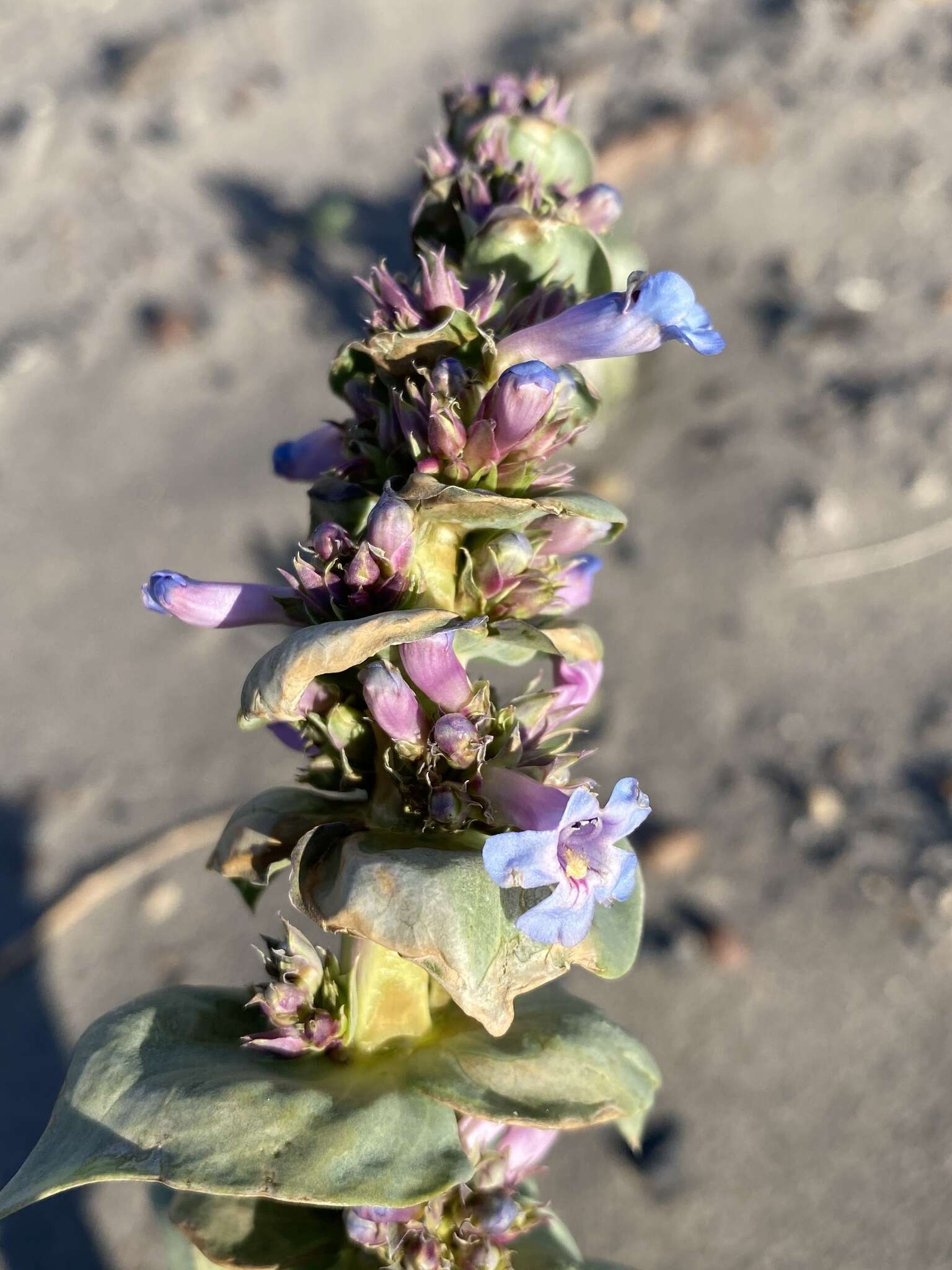 Penstemon acuminatus Dougl.的圖片