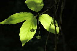 Imagem de Euonymus latifolius (L.) Mill.