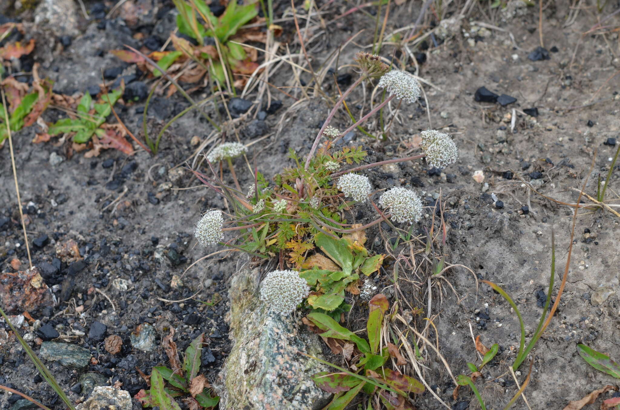 Plancia ëd Lomatocarpa