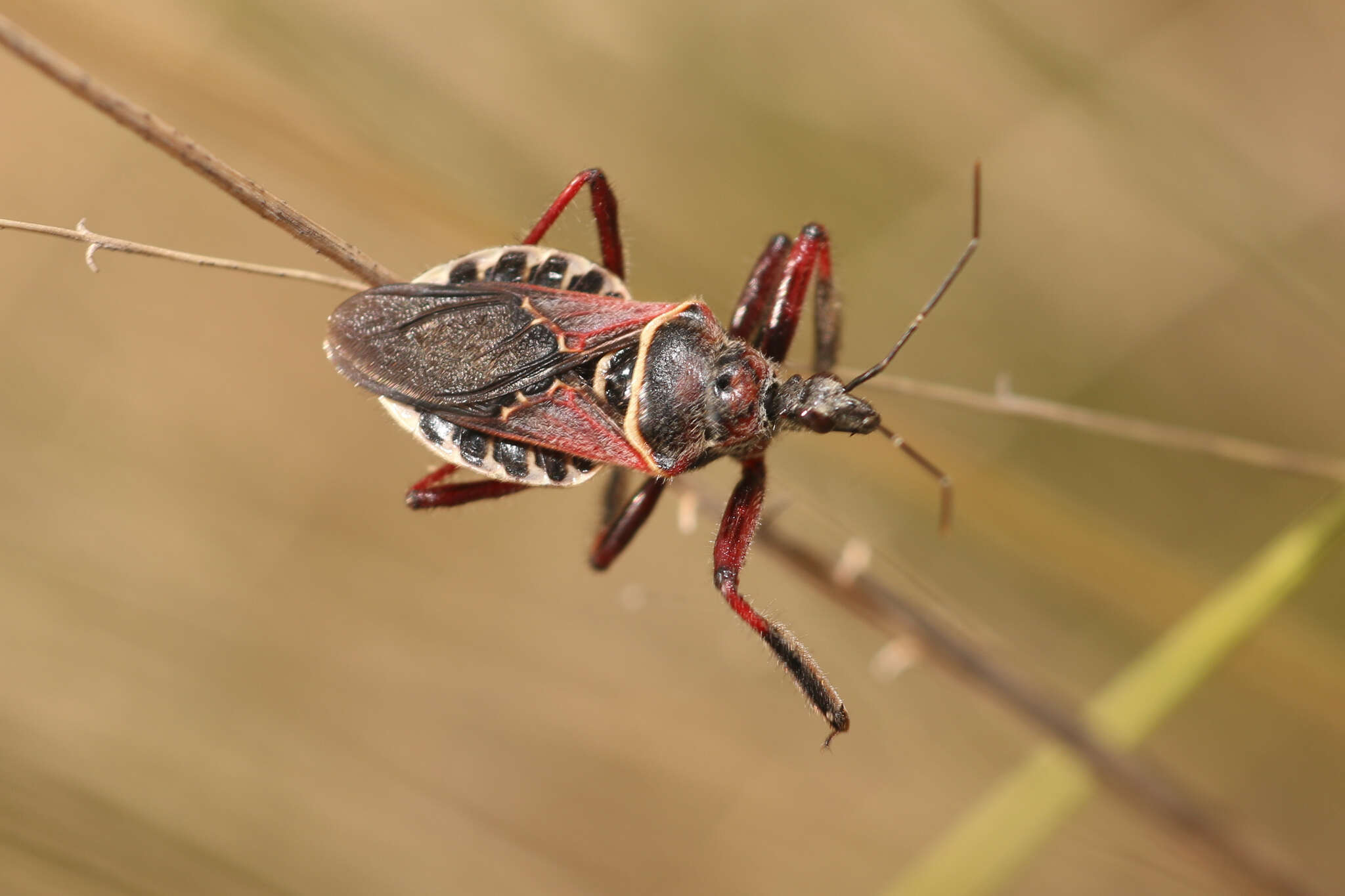 Image de Apiomerus floridensis Berniker & Szerlip ex Berniker et al. 2011