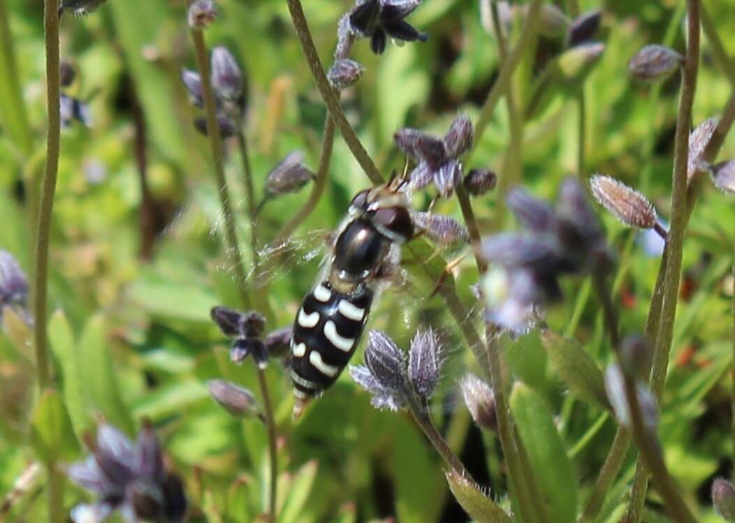 Imagem de Scaeva pyrastri (Linnaeus 1758)