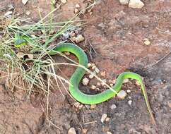 Image of Trimeresurus guoi Chen, Shi, Vogel & Ding 2021