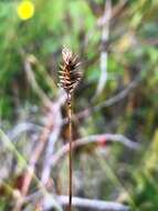 Image of Coastal sedge