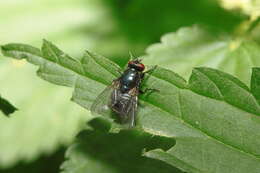 Image of Eudasyphora cyanicolor (Zetterstedt 1845)