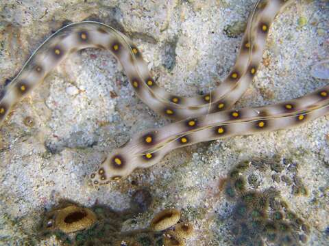 Image of Dark-spotted Snake Eel