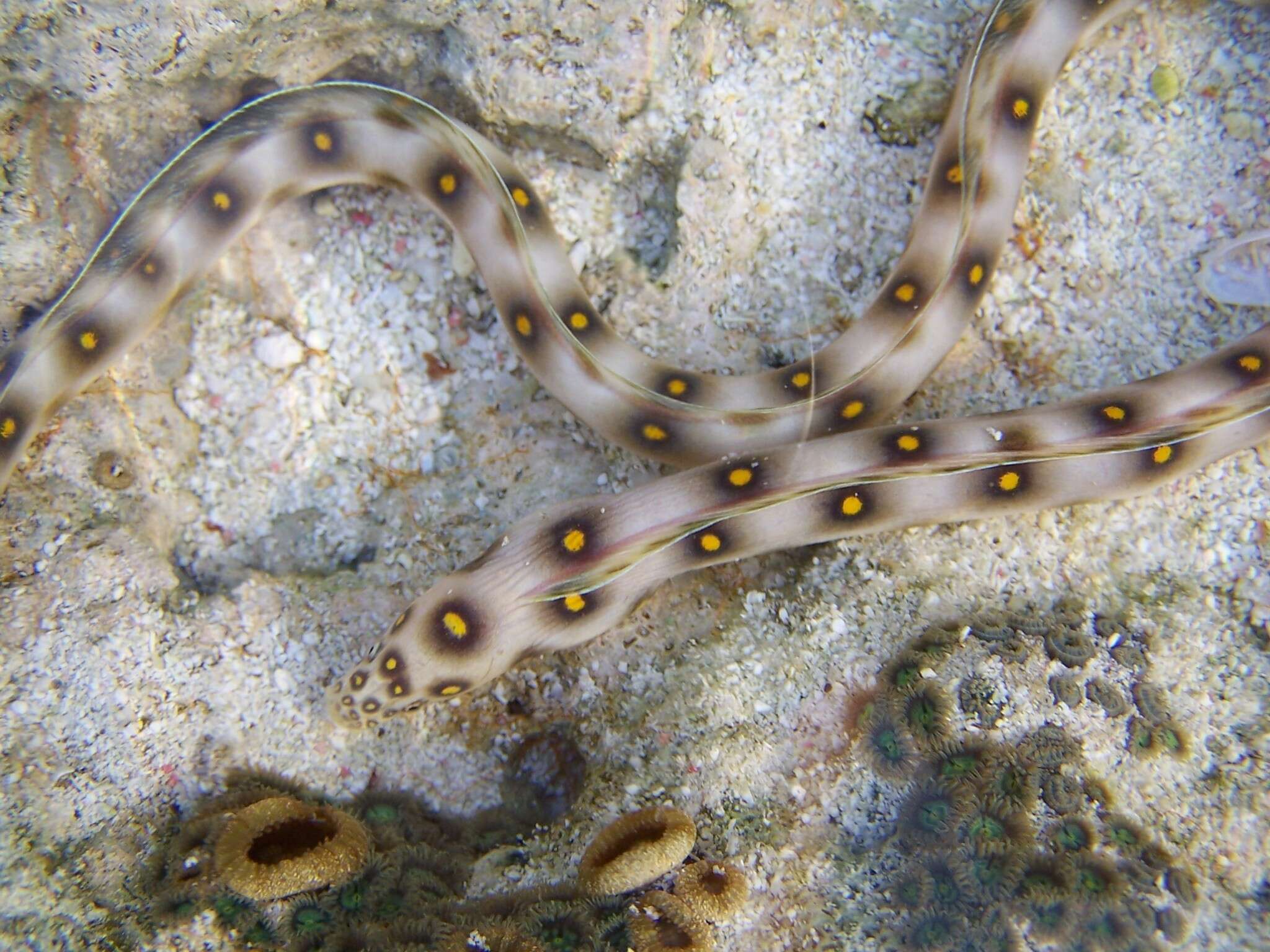 Image of Dark-spotted Snake Eel