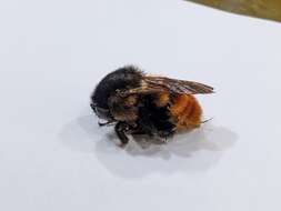 Image of Bombus bicoloratus Smith 1879