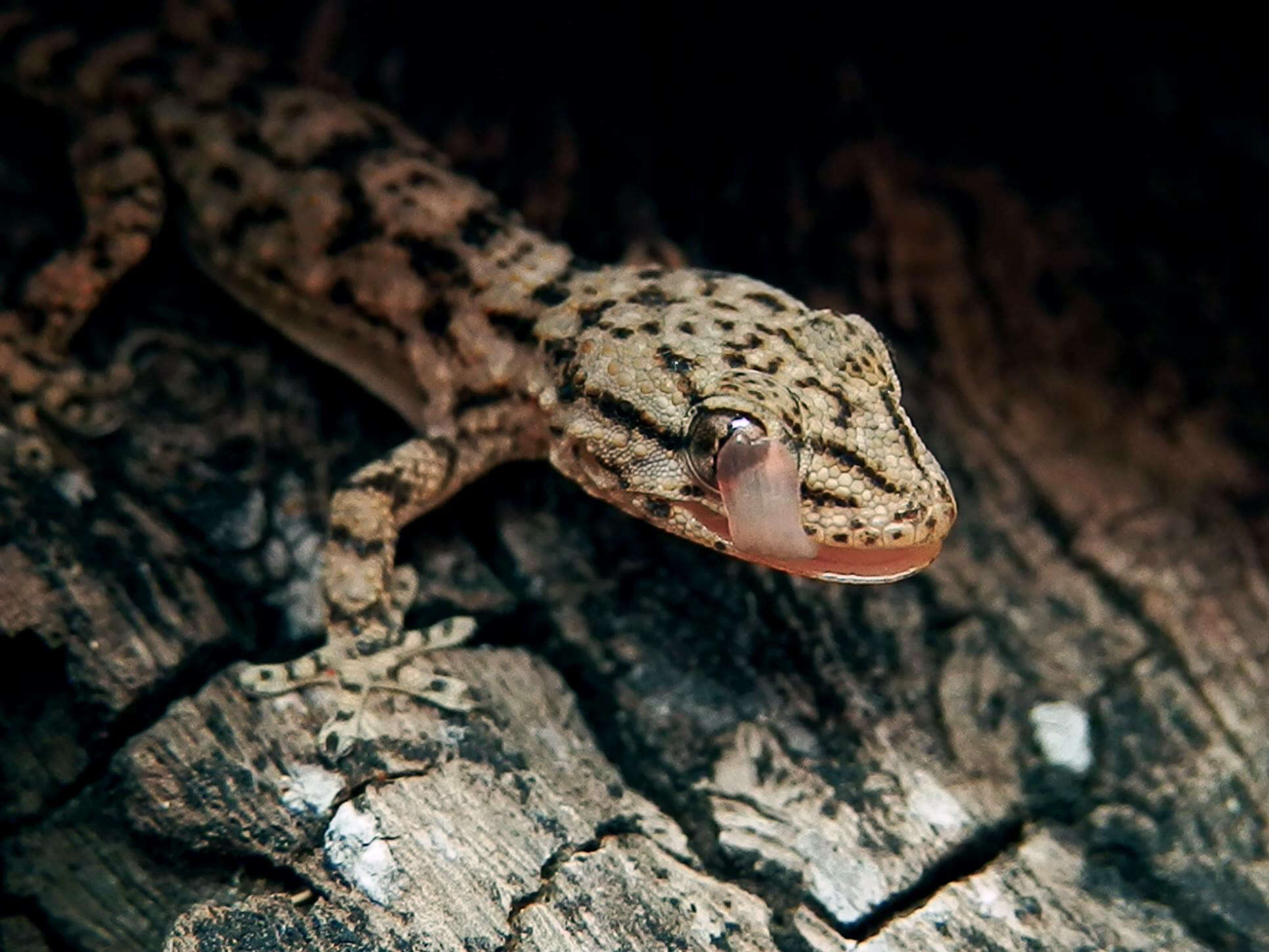 Image of Common Wall Gecko