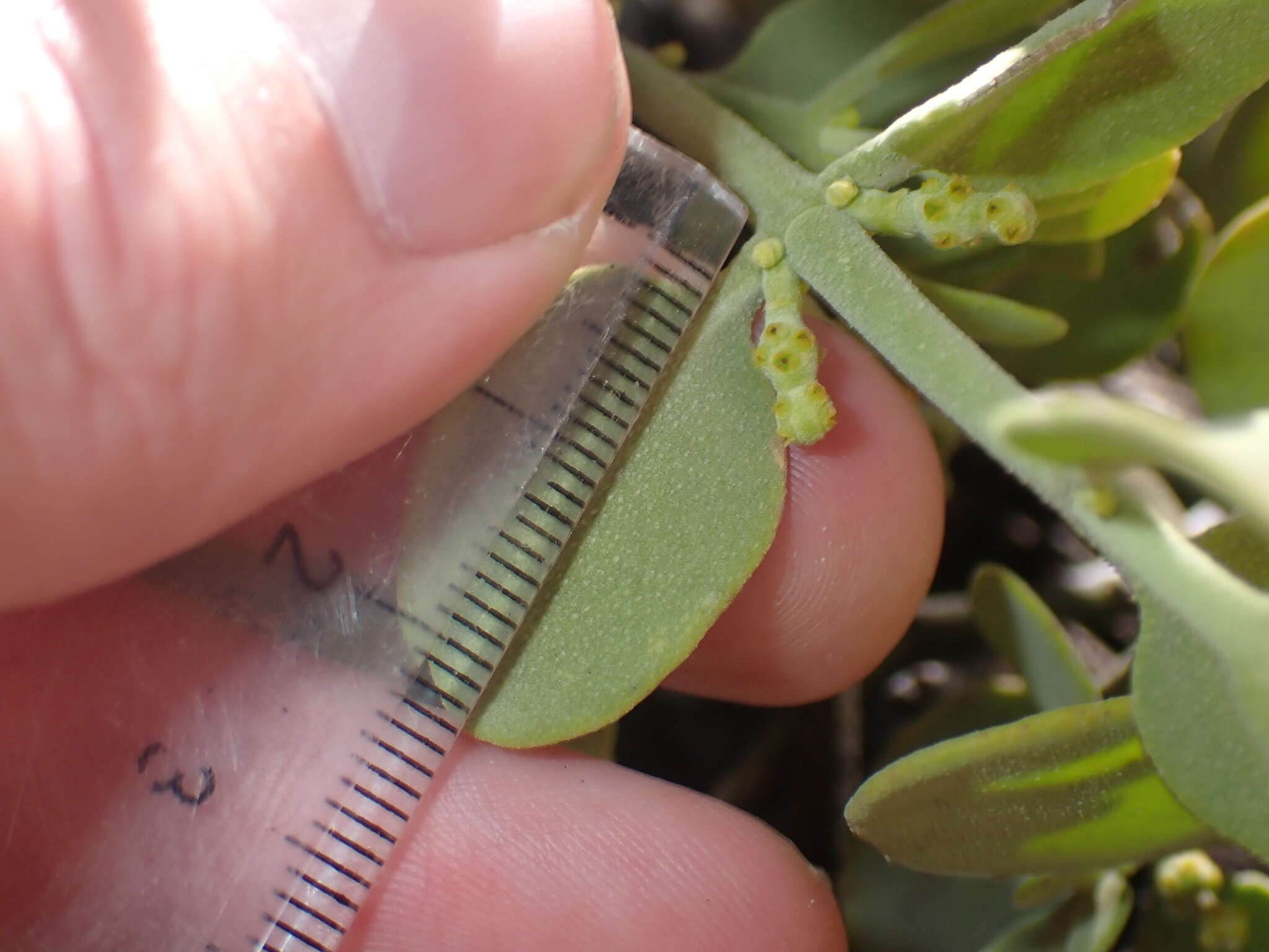 Image of Cory's mistletoe